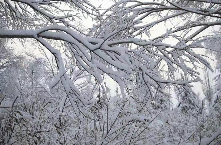 朋友们我们这里下雪了张家口塞北管理区第一场雪美的不像话