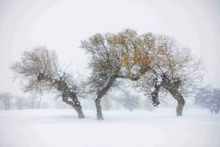 美图‖北方冬季——暴风雪后的奈曼中线