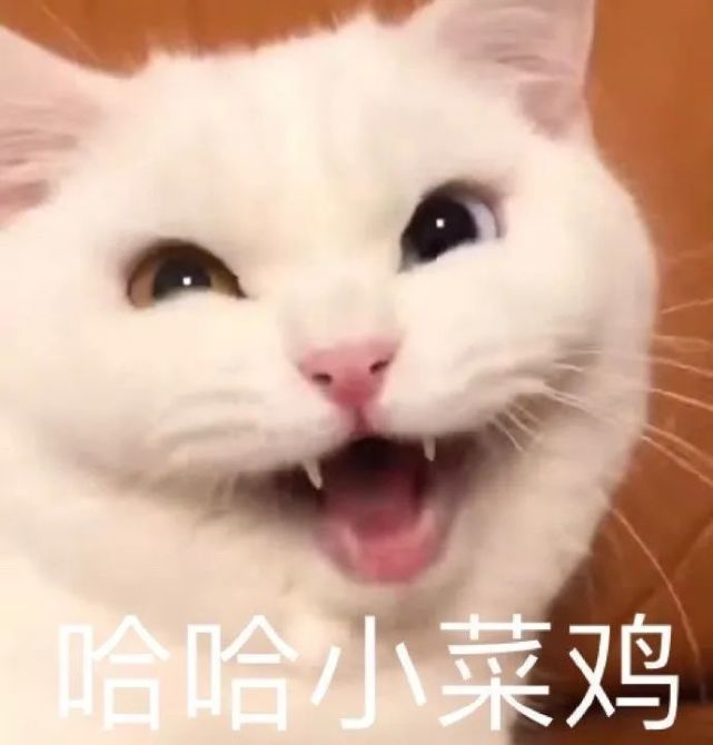 表情包精选:小猫咪凭什么要单身呢