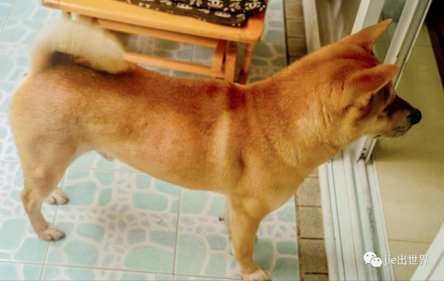 为什么中华田园犬会被禁养?专家说出的四大原因,很好