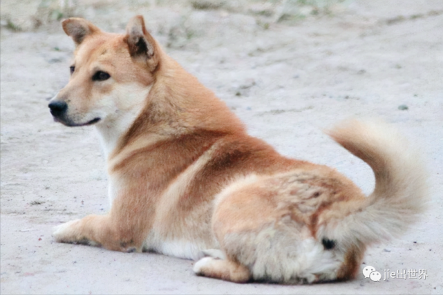 为什么中华田园犬会被禁养?专家说出的四大原因,很好
