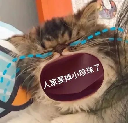 猫咪张大嘴哭大嘴猫表情包