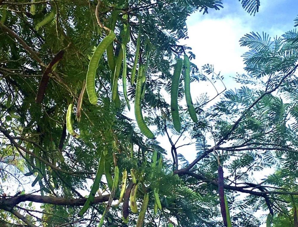 凤凰木是夏日开花,红花簇簇.为落叶乔木,高15-20米;树皮黄褐色,粗糙.