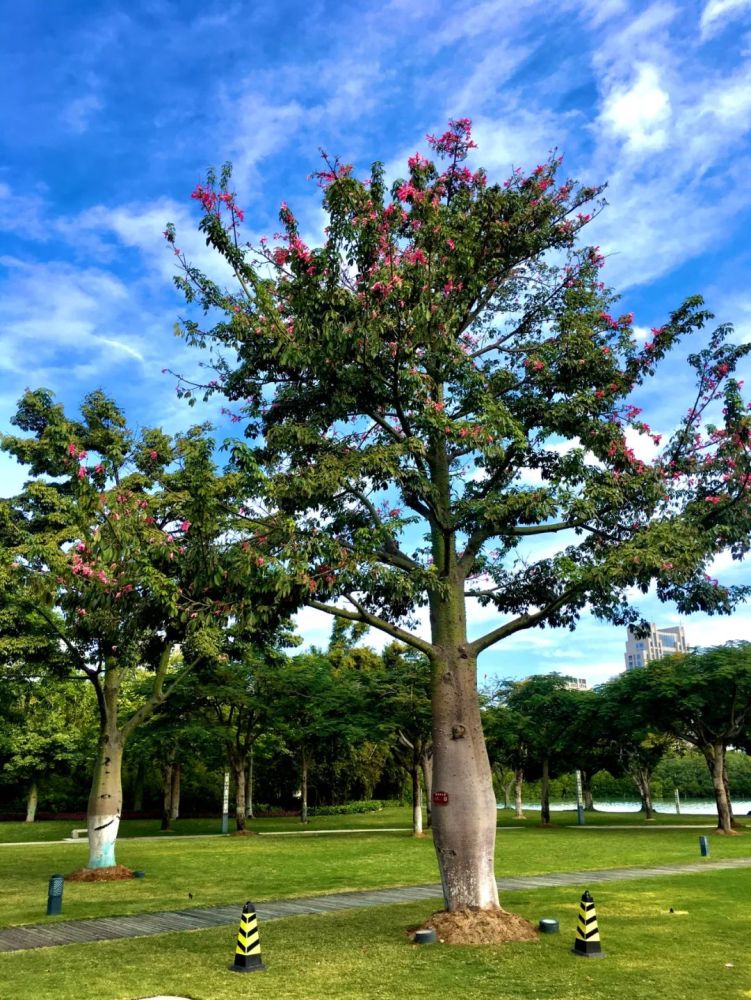 厦门游记二——南方特有的"花草树木"