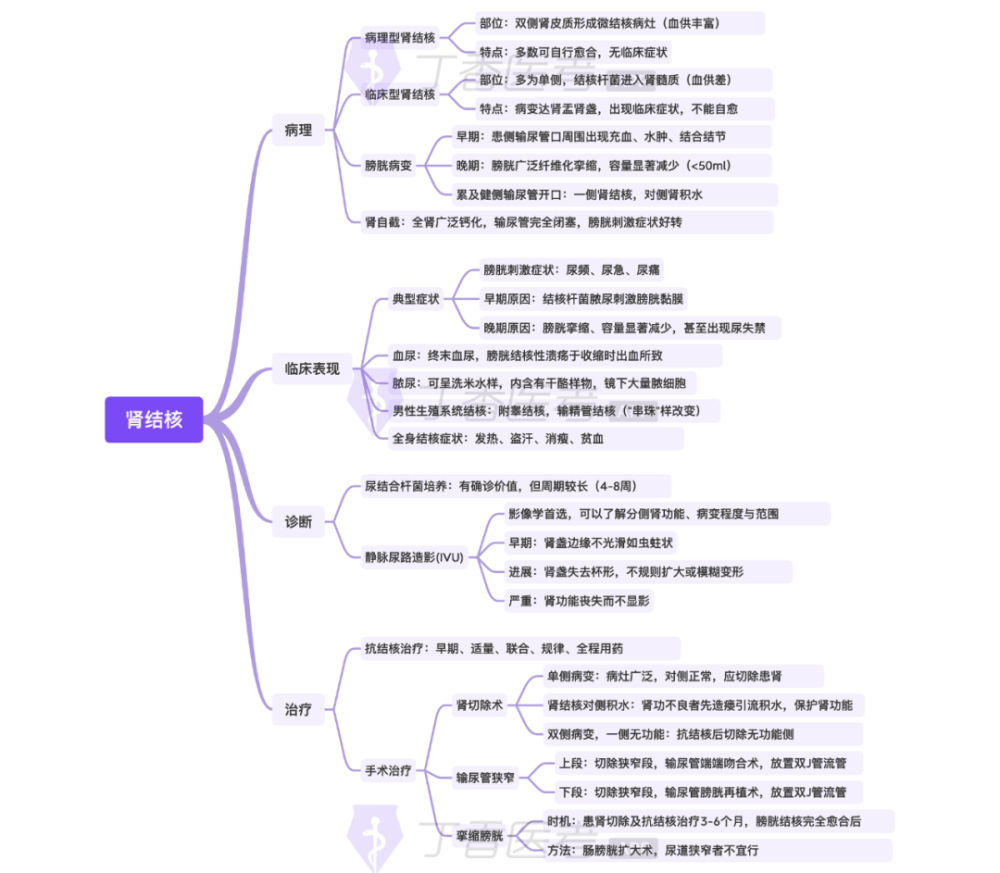 思维导图肾结核的重要考点