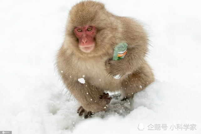 寒潮来袭晒晒各国小动物雪地撒欢照 萌萌哒超可爱