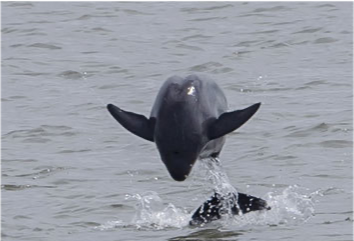 近年来国家对长江江豚的保护格外重视.