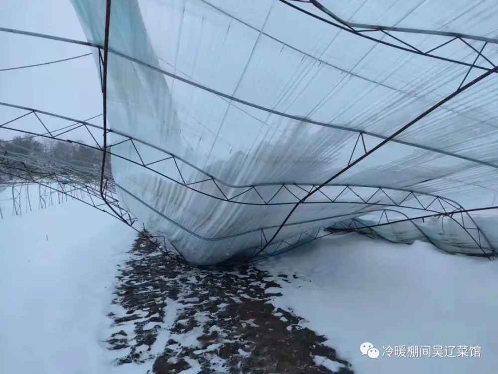 特大暴风雪灾害后大棚恢复生产十八项措施