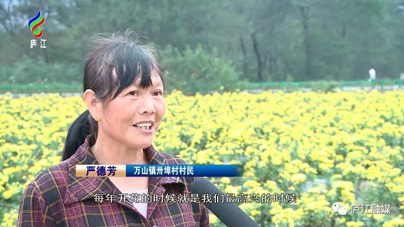 万山镇卅埠村村民 严德芳"每年花开的时候就是我们最高兴的时候.