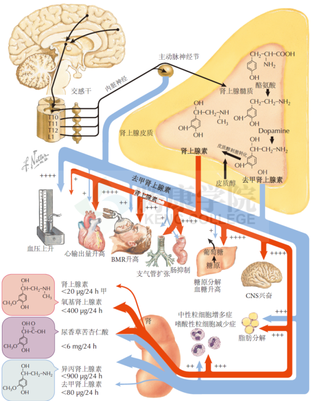 神经解剖学|肾上腺的神经支配