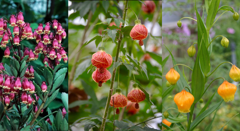 宫灯长寿,金铃花,宫灯百合,哪种植物更适合养?