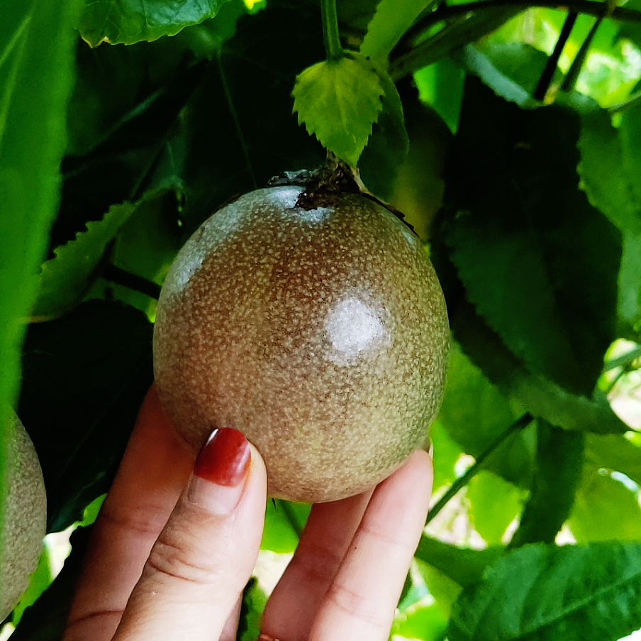 百香果多久成熟 腾讯网