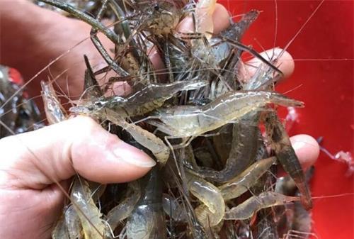 "我只捕了2两河虾,就要坐牢?"安徽六旬老人捕捞河虾获刑1个月