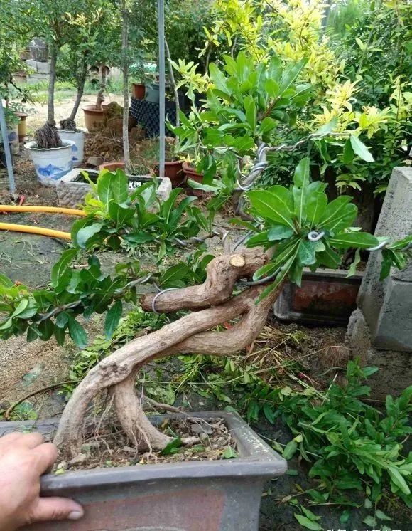怪桩年年有,今年特别多!