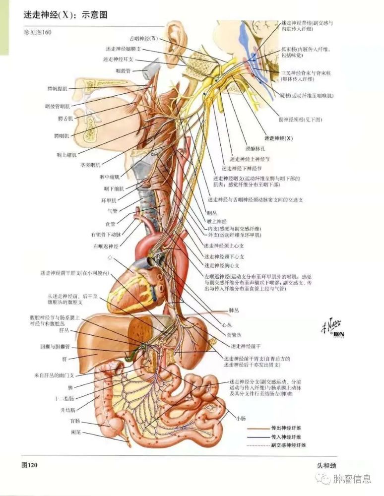 斜方肌损伤后主要表现:面不能转向健侧,不能上提患侧肩胛骨具体图解见