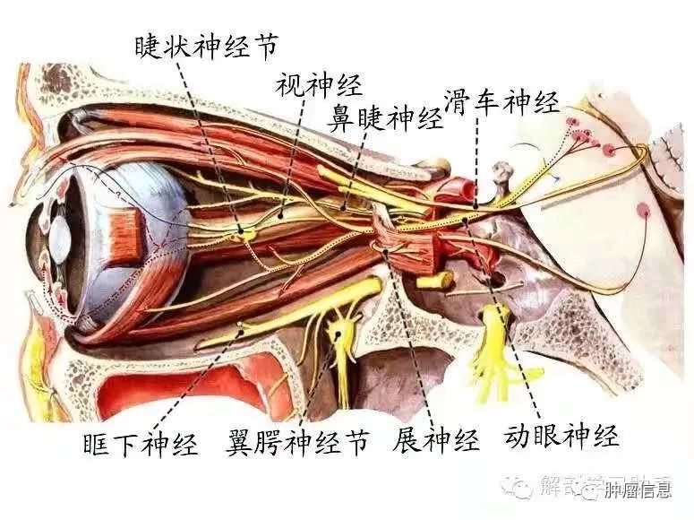 b,高分辨率示踪未分割的滑车神经; c,高分辨率示踪分割后的滑车神经