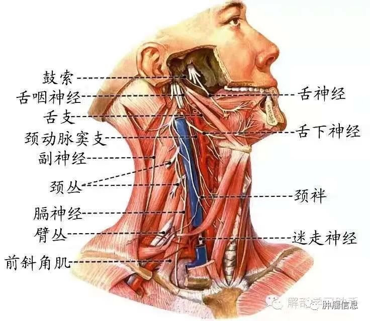 分布在: 随迷走神经至咽喉肌,胸锁乳突肌,斜方肌 损伤后主要表现: 面