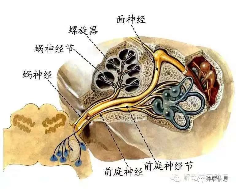 分布在:随迷走神经至咽喉肌,胸锁乳突肌,斜方肌损伤后主要表现:面不能