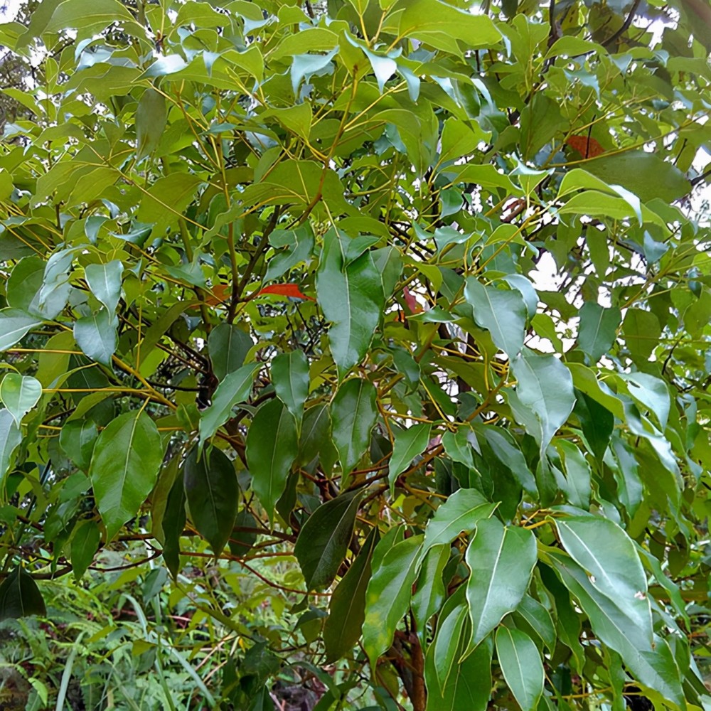 2.香樟树