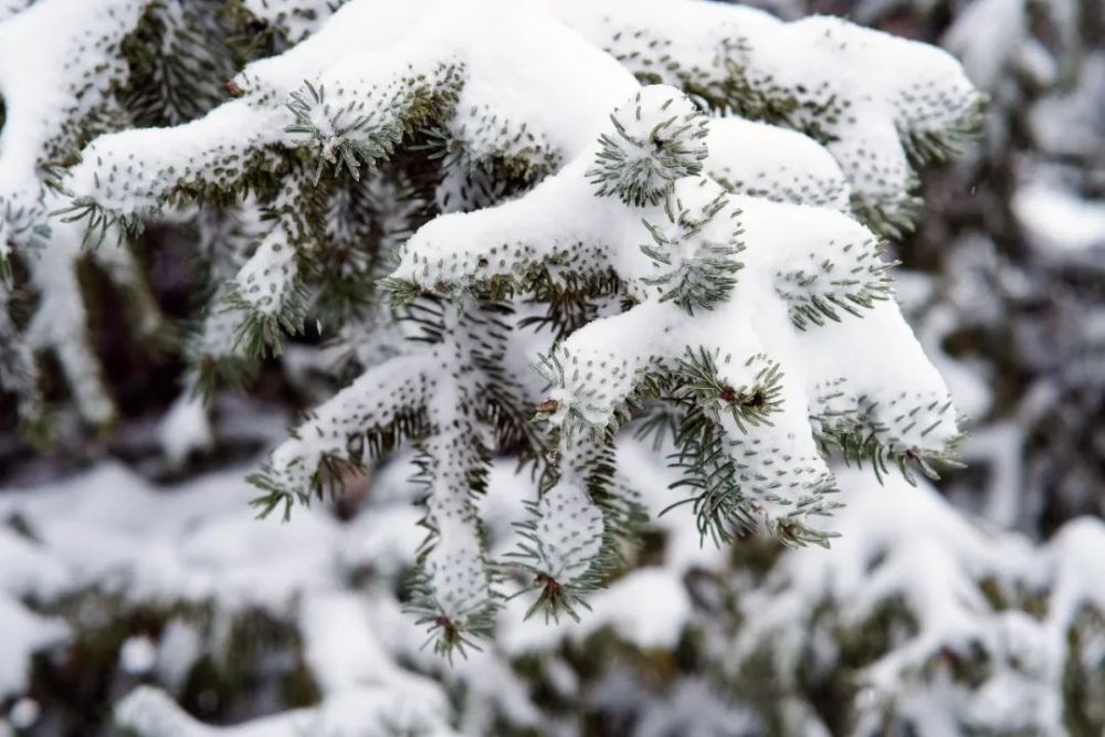 东北大学的雪景太美了!已经毕业的都羡慕坏了!