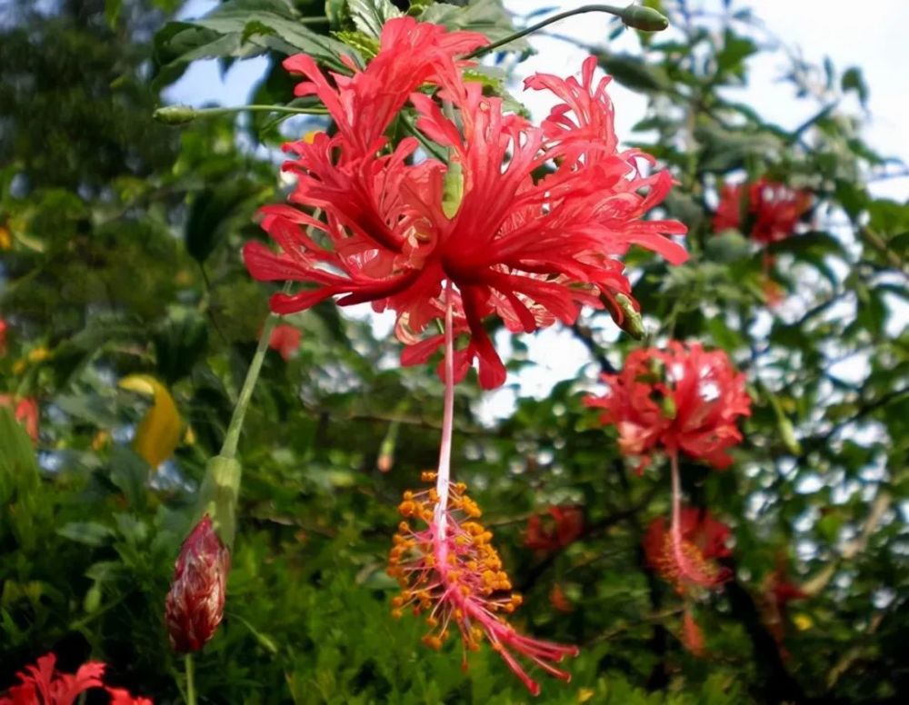 第四种,吊灯扶桑(hibiscus schizopetalus)