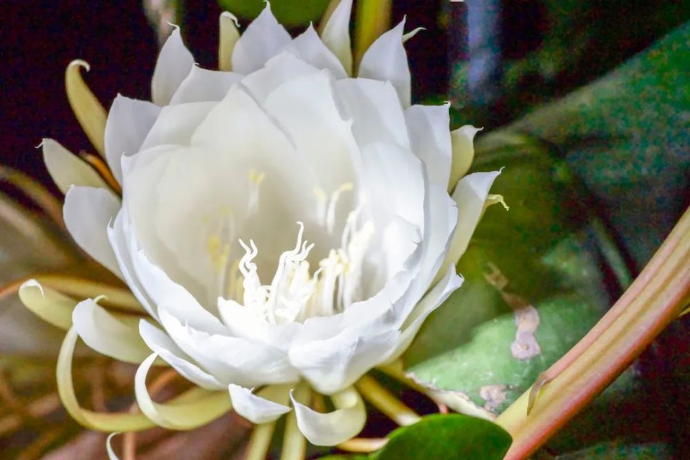 优昙花