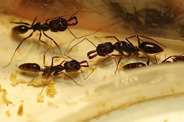 monticola),粗纹大齿猛蚁(o. granatus),西氏大齿猛蚁(o.