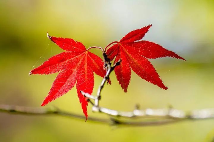 如何拍摄唯美的叶子照片学习文中的拍摄技巧摄影大片轻松拍