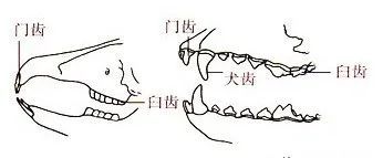 哺乳类:体表被毛;胎生,哺乳;牙齿有门齿,犬齿,臼齿的分化10.