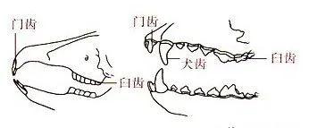 食肉,食草,食虫动物牙齿图