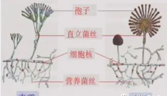 青霉和曲霉图: (1)a:青霉  b:曲霉 1.孢子2.直立菌丝 3.