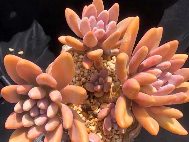 美人系多肉中最冷门的品种虞美人,和奥普琳娜一样漂亮