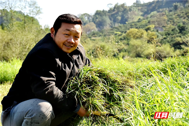 汪真吾在山上割牛草.