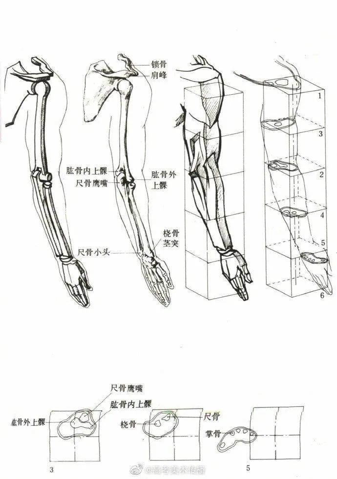 插画教程人体躯干四肢骨骼太干了码回去练习