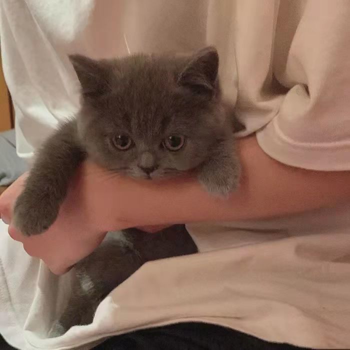 抱猫男头:暮色归你 你归我