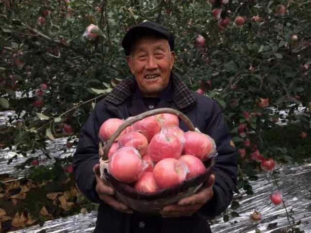 散文《烟台苹果》