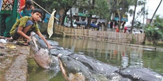 印度人认为恒河水可以洗涤一切的罪孽,所以无论什么东西都往恒河里放