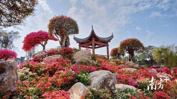 花都马岭观花植物园将引进超3000个观花植物
