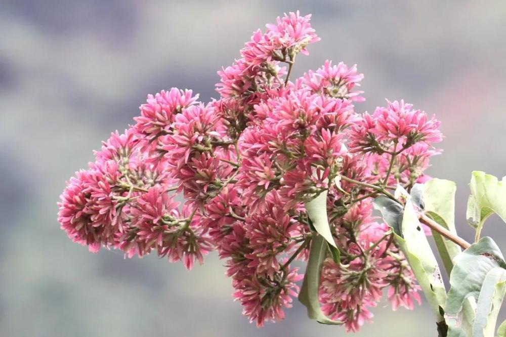 宁波植物初识七子花叹如白玉也如霞