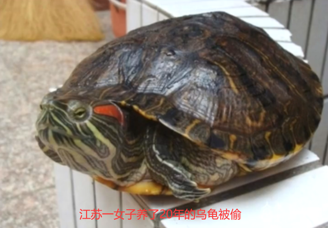 江苏女子养20年乌龟被偷找到时还剩龟壳没吃赔偿道出其身价