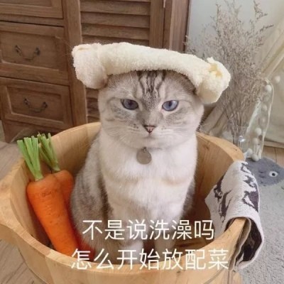 猫咪头像可爱大全带字