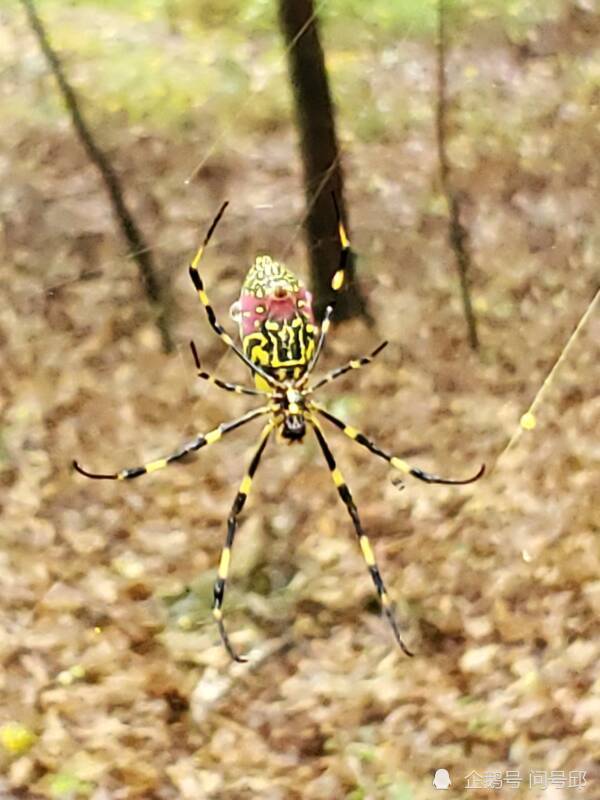 一种日本传说中"蜘蛛女怪"入侵美国东南部,会织3米的网