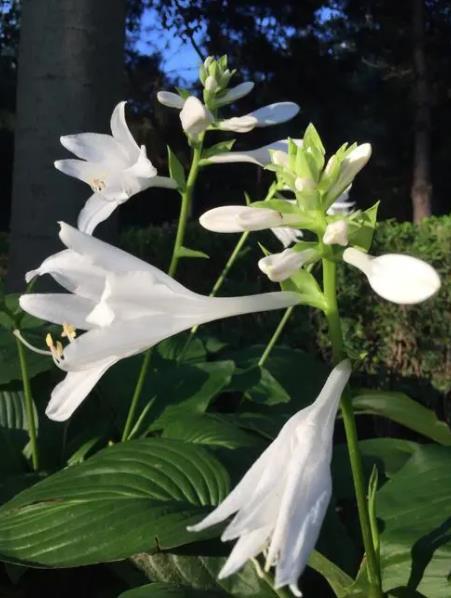 6种好看不怕冷的花大雪过后照样妖艳现在养一盆正当时