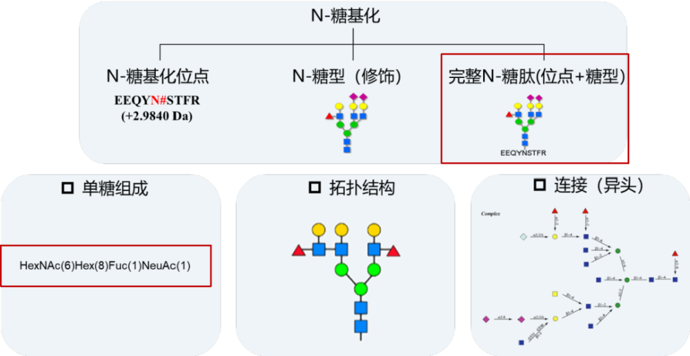 新品发布 | "甜度"无限,完整n-糖肽实力上新