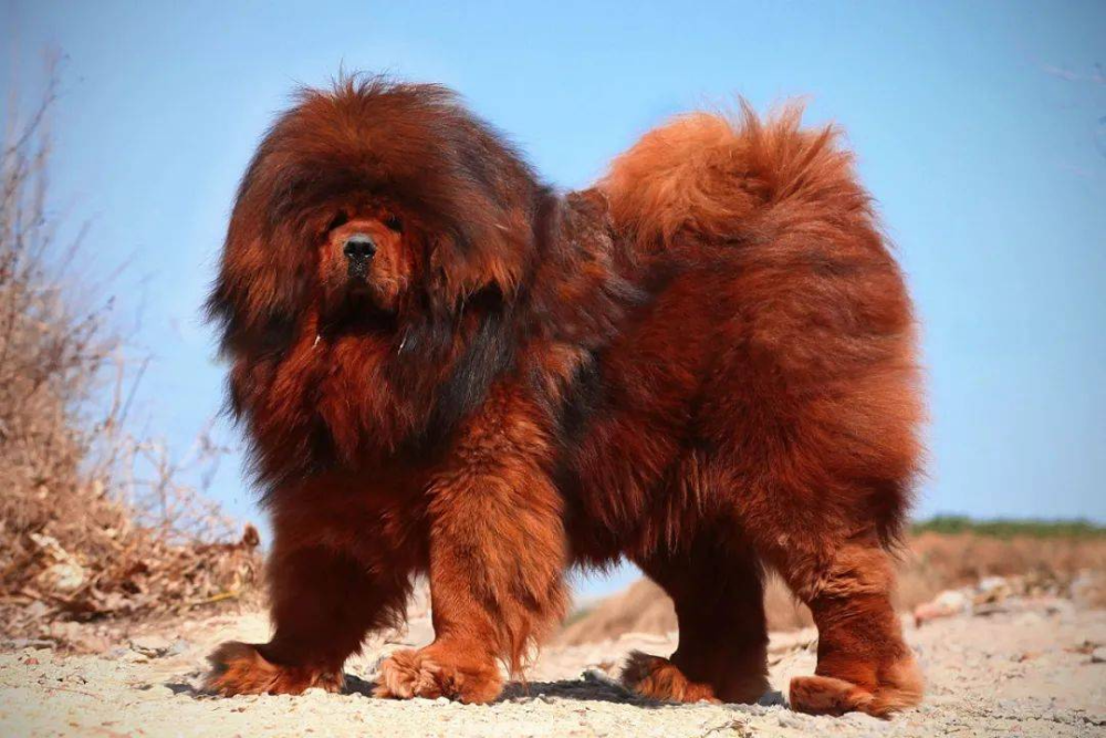 3000万买的藏獒沦为流浪犬后被运往广西狗肉店