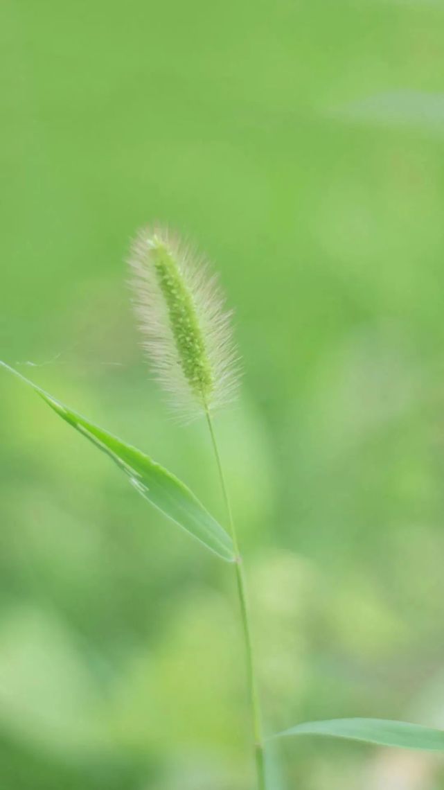 ppt 背景 壁纸 电脑桌面 发芽 绿色 绿色植物 绿叶 嫩芽 嫩叶 树叶