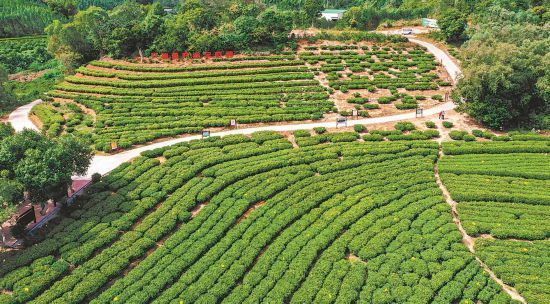 福建汀洋:八仙源头因茶而兴|汀洋村|福建|诏安县