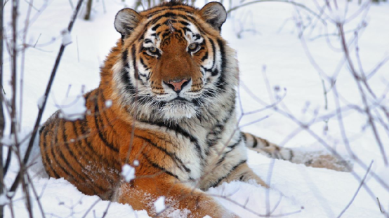 东北虎又叫西伯利亚虎,是体型最大的老虎亚种.野生雄东北虎从头