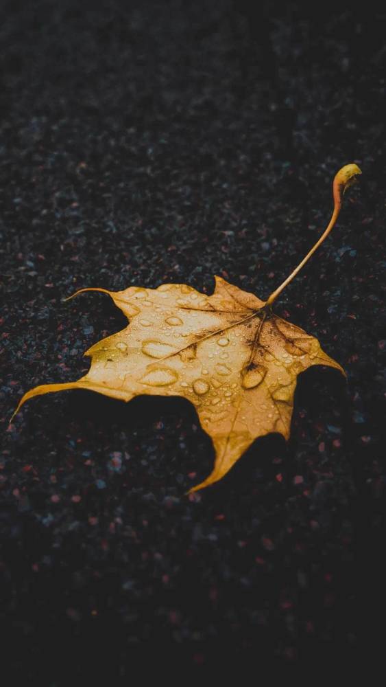 唯美朦胧雨景壁纸