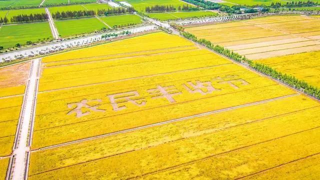 松江的田野也很美快到松江这些地方来打卡